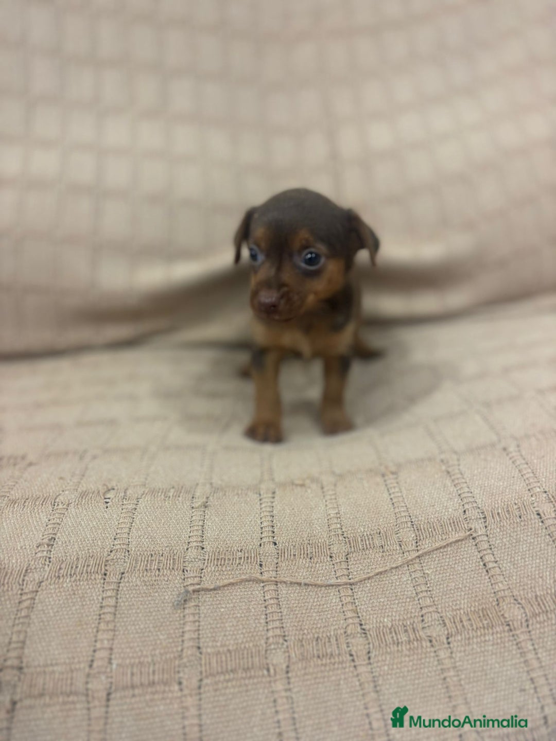 Pinscher Miniatura perros en venta: Pinscher miniatura chocolate  - Imagen 21