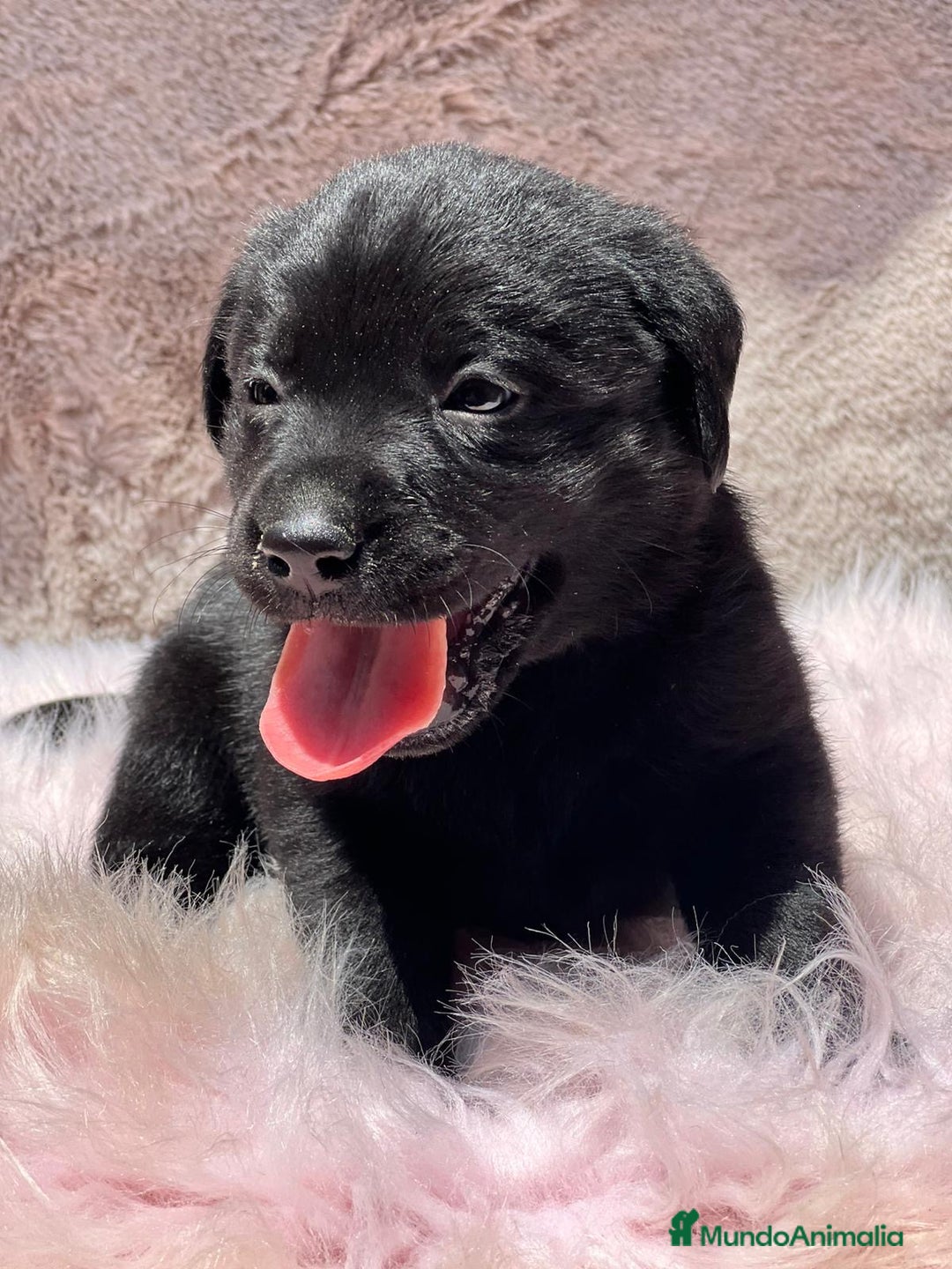 Labrador Retriever perros en venta: CAMADA LABRADOR RETRIEVER NEGRO - Imagen 3