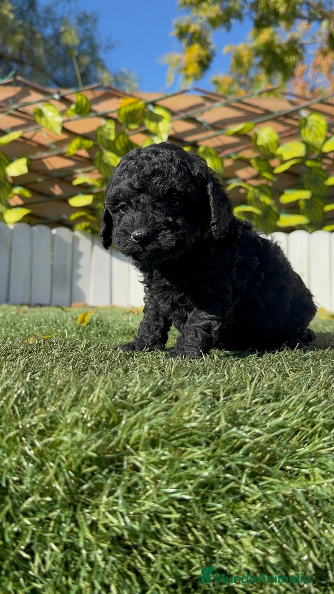 Caniche Toy perros en venta: CANICHE TOY MACHO - Anuncio 8