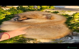 Pomerania perros en venta: Pomerania machito - Imagen 5