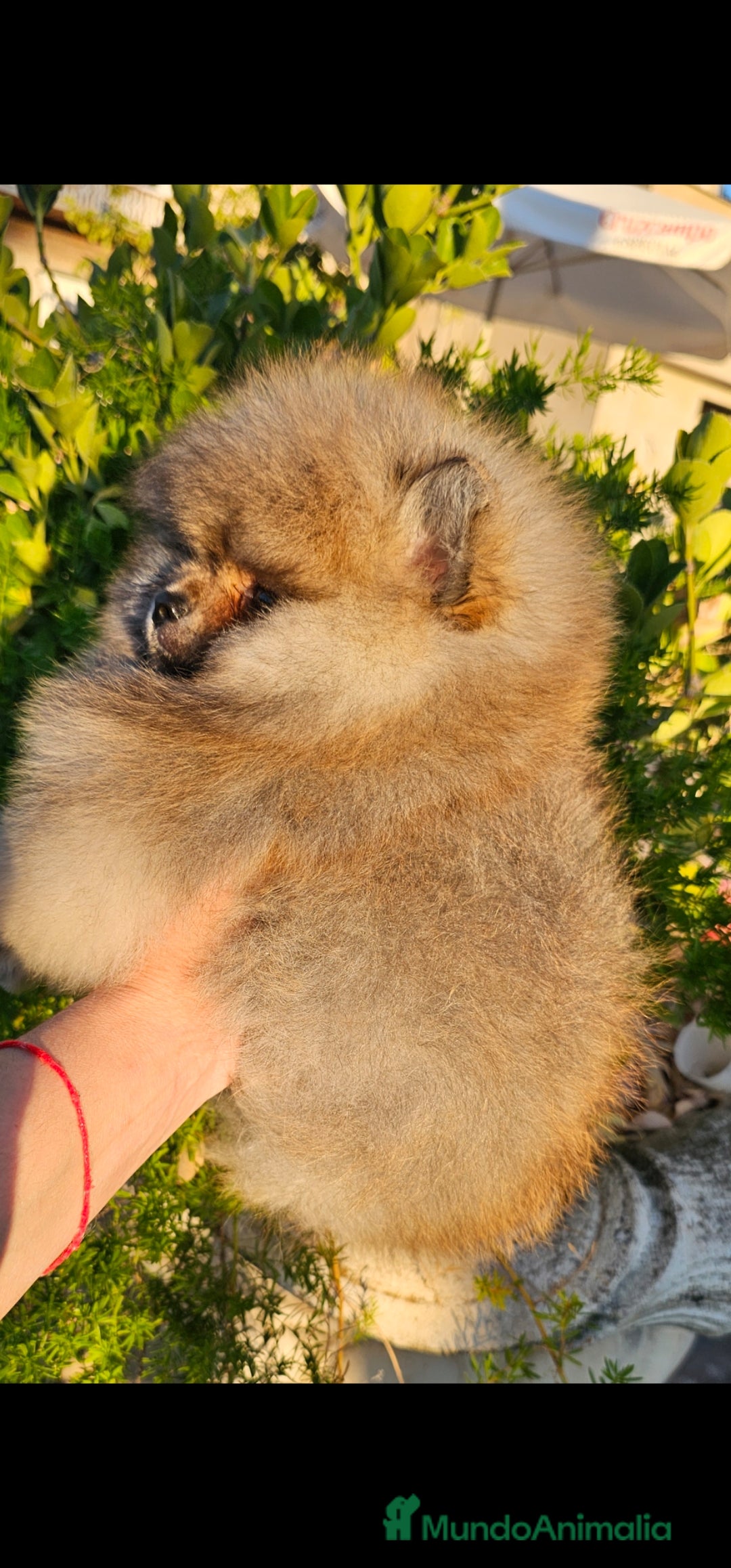 Pomerania perros en venta: Pomerania machito - Imagen 5