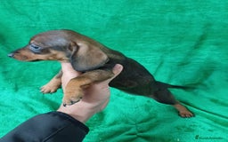 Teckel Miniatura perros en venta: Teckel Miniatura  - Imagen 2