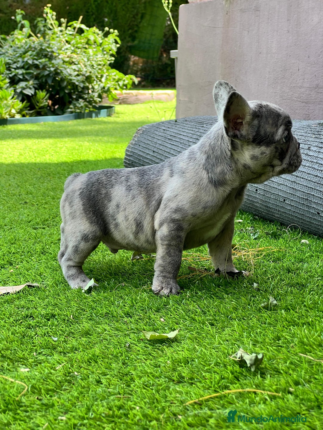 Bulldog Francés perros en venta: entra en nuestra web milcachorros.es - Imagen 14