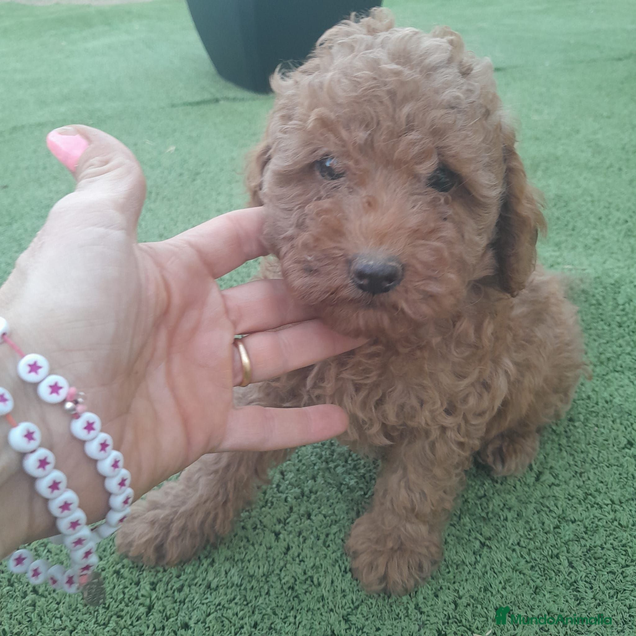 Caniche Toy perros CANICHE TOY - Anuncio 1