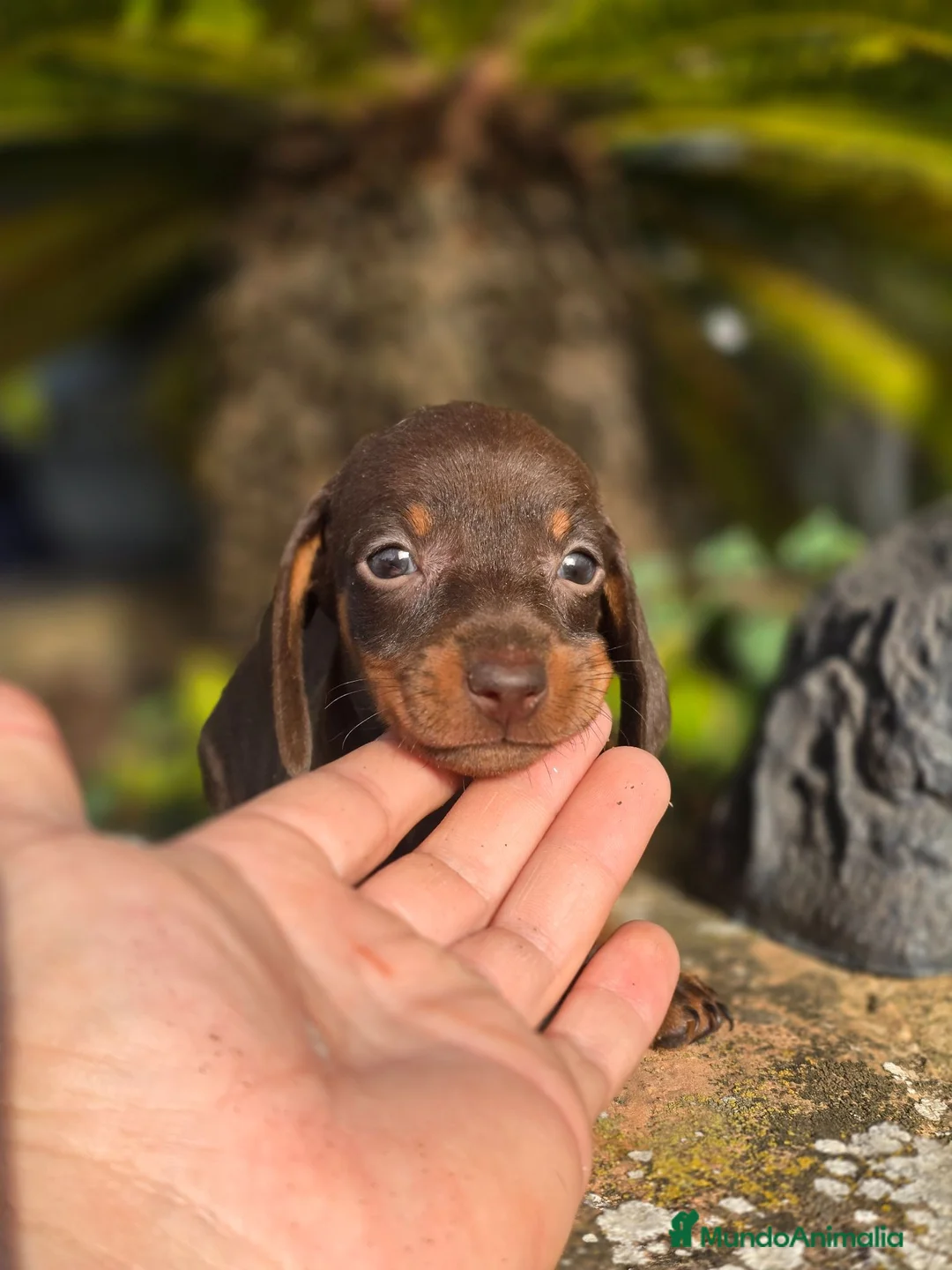 Teckel Miniatura perros en venta: Teckel chocolate unicos inigualables - Anuncio 3