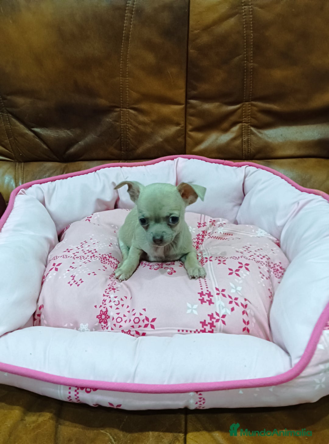 Chihuahua perros en venta: CHIHUAHUA TOY  - Anuncio 2