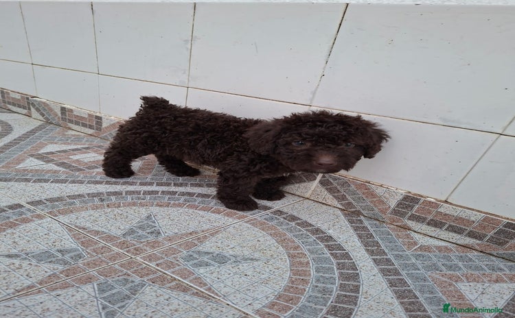 Perro de Agua Español perros - Anuncio 6