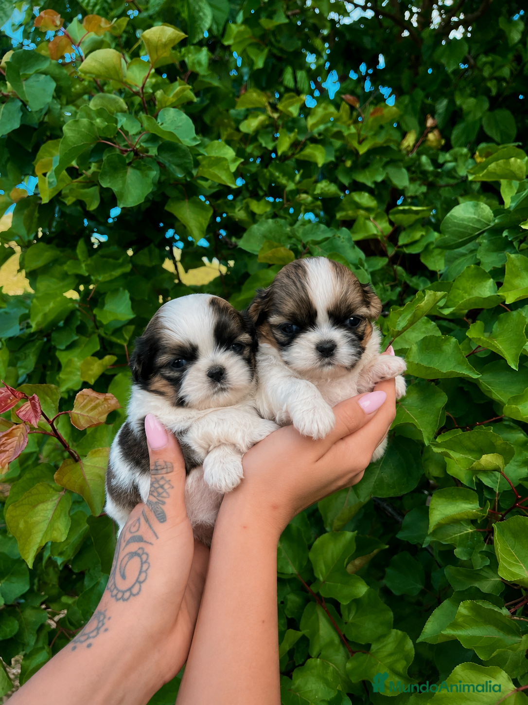 Shih Tzu perros Shih tzu en Barcelona  - Anuncio 1