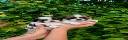 Shih Tzu perros en venta: Shih tzu en Barcelona  - Anuncio 1