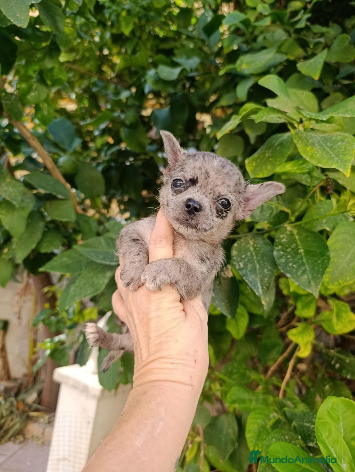 Chihuahua perros CHIHUAHUA MERLE - Anuncio 1