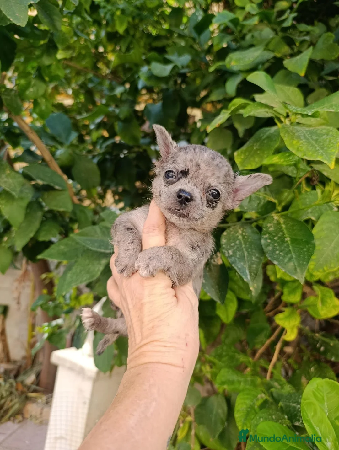 Chihuahua perros en venta: CHIHUAHUA MERLE - Anuncio 1