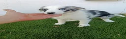 Border Collie perros en venta: Hembritas de Border Collie Merle Ojos Azules - Anuncio 3