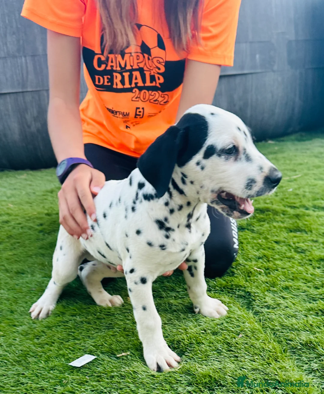 Dálmata perros en venta: Machito de dálmata - Anuncio 4