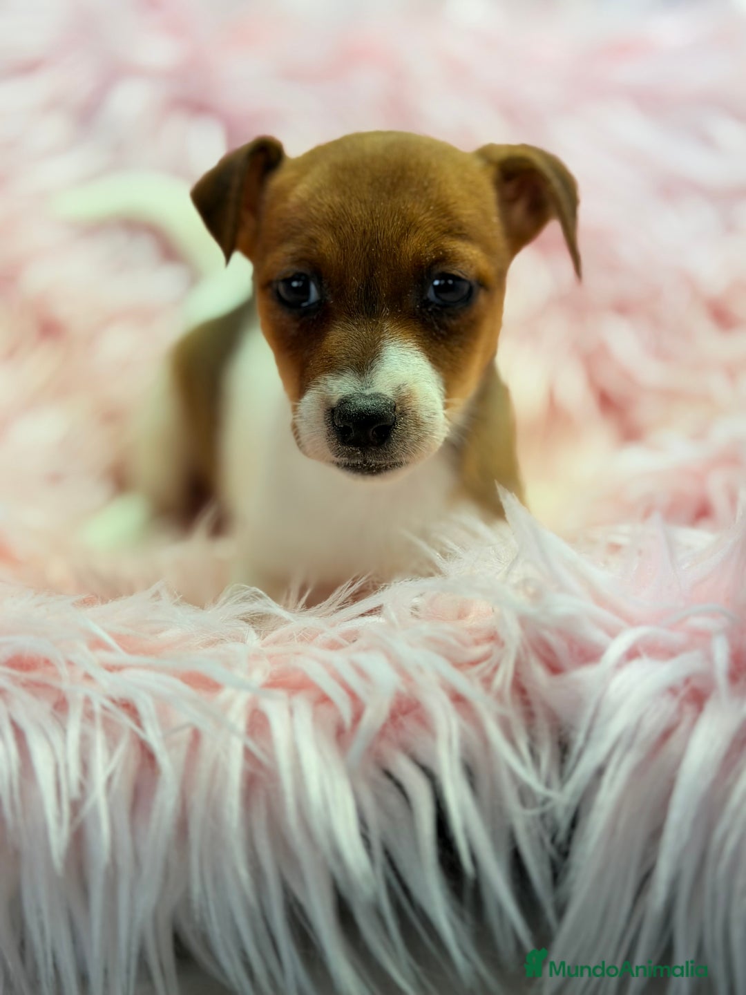 Jack Russell Terrier perros en venta: Jack Russell bicolor  - Anuncio 7