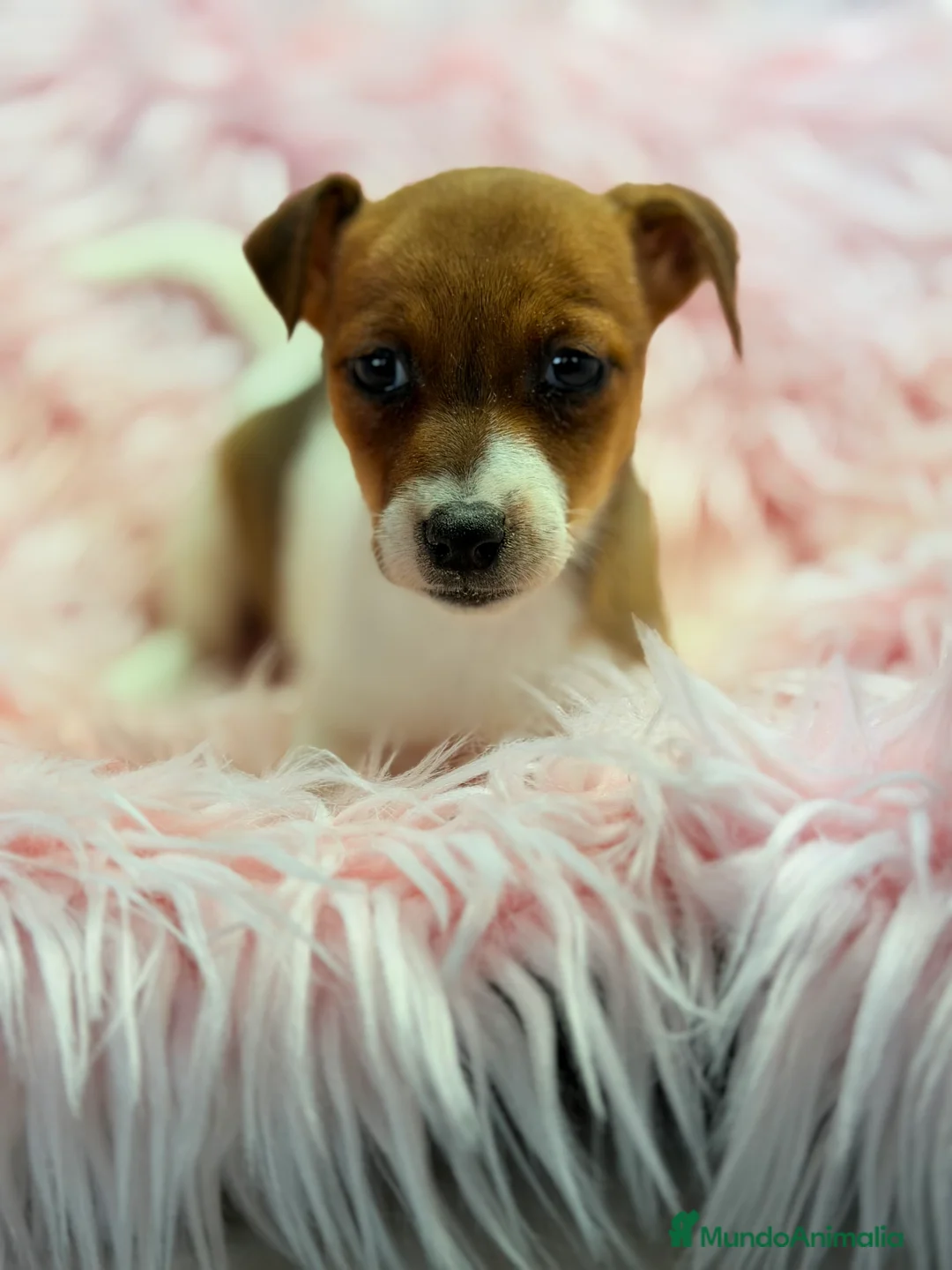 Jack Russell Terrier perros en venta: Jack Russell bicolor  - Anuncio 7