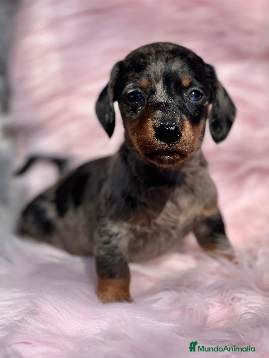 Teckel Miniatura perros en venta: Teckel miniatura  en Barcelona - Anuncio 3