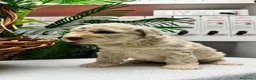 Perro de Agua Español perros en venta: PERRO DE AGUA ESPAÑOL-RABON - Anuncio 10