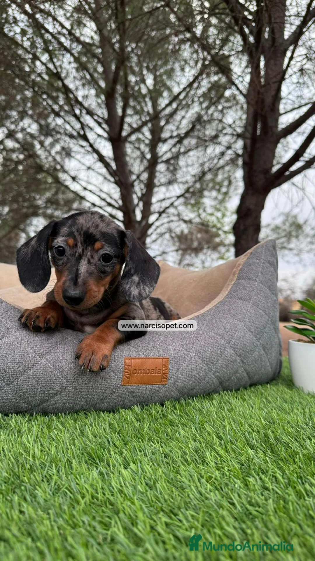 Teckel perros en venta: TECKEL MERLE en Asturias - Anuncio 2