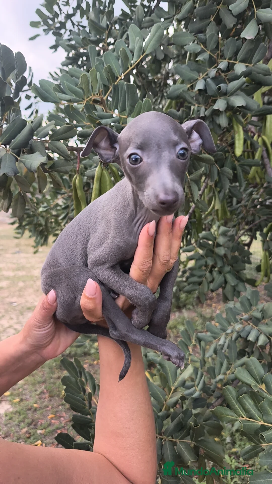 Pequeño Lebrel Italiano perros en venta: Pequeño Lebrel Italiano Piccolo Galgo Italiano ♀️ - Anuncio 2