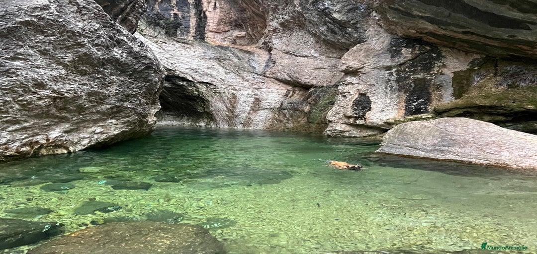 Imagen de galería {{count}}