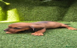 Teckel Miniatura perros en venta: camada teckel mini  - Imagen 4