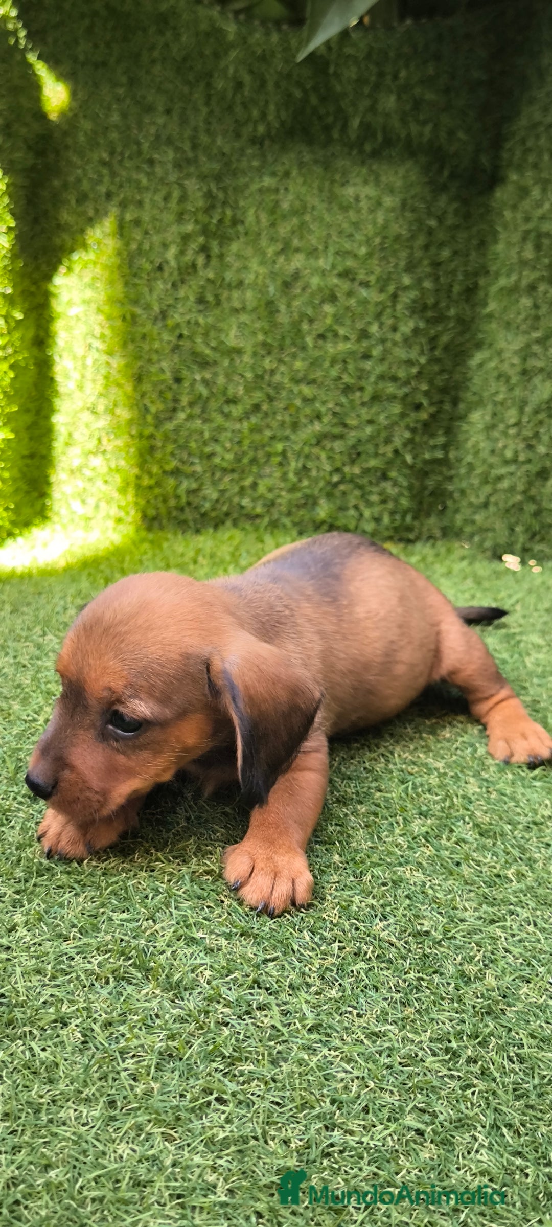 Teckel Miniatura perros en venta: camada teckel mini  - Imagen 4
