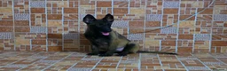 Pastor Belga Malinois perros en venta: pastor belga malinois  - Anuncio 3