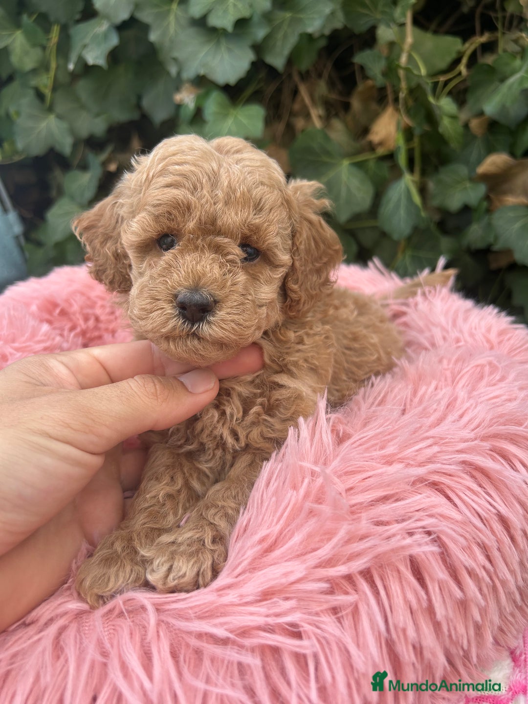 Caniche Toy perros en venta: caniche  - Imagen 2