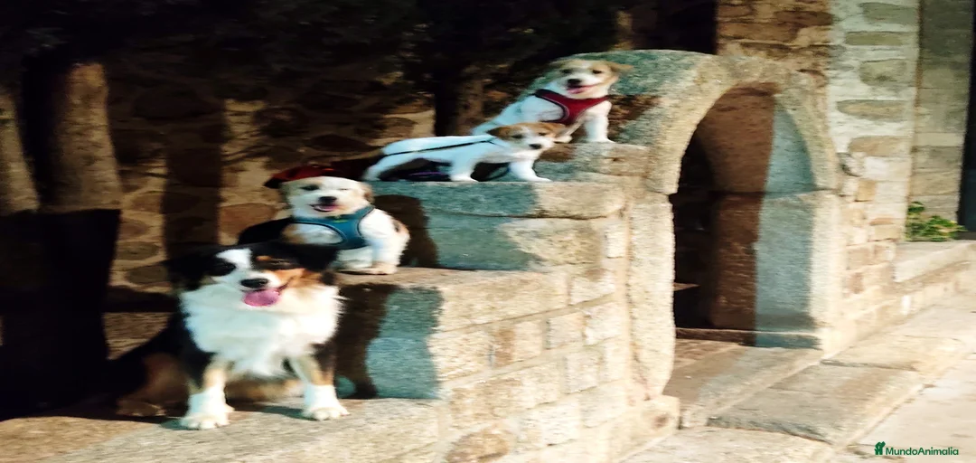 Imagen de galería {{count}}