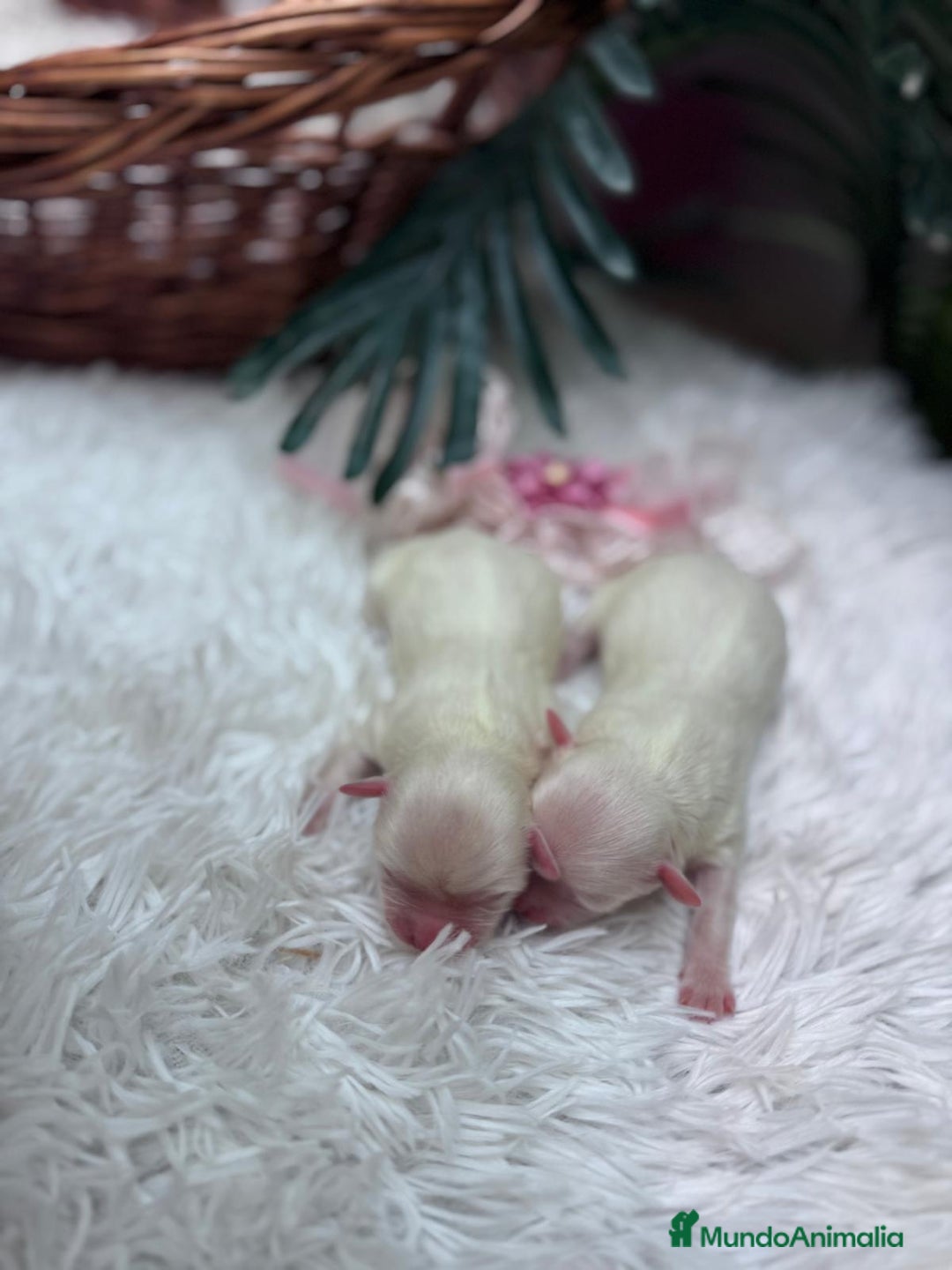 Bichón Maltés perros en venta: BICHON MALTES - Anuncio 3