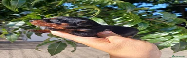 Pinscher Miniatura 4
