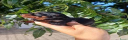 Pinscher Miniatura perros en venta: Pinscher miniatura  - Anuncio 5