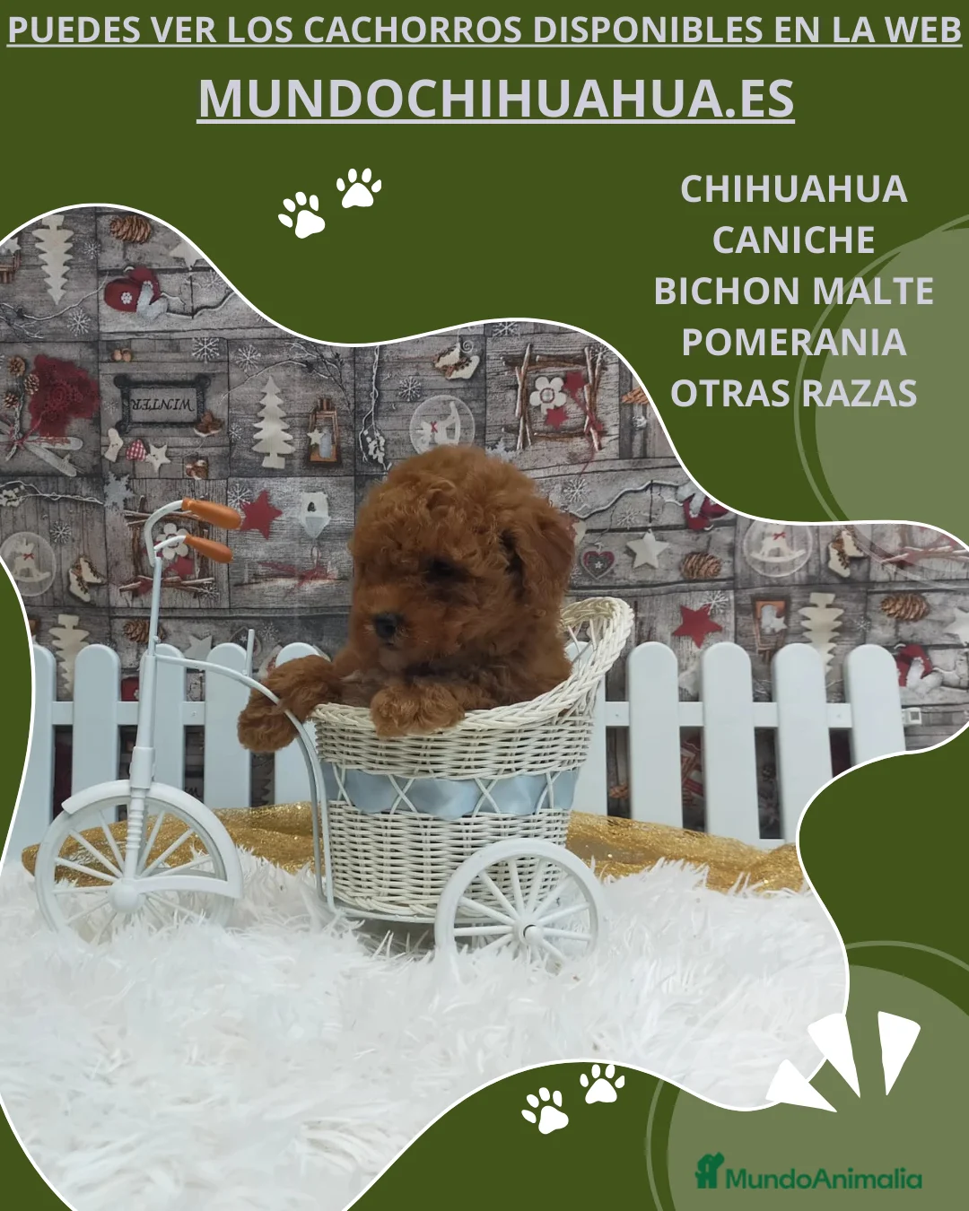 Caniche Toy perros en venta: PRECIOSOS CANICHE  ROJO LINEA TOY - Anuncio 11