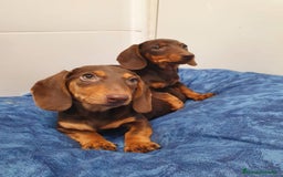 Teckel Miniatura perros en venta: Teckel 650€ ¡PRECIO REAL! - Imagen 5