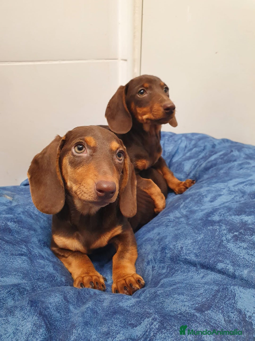 Teckel Miniatura perros en venta: Teckel 650€ ¡PRECIO REAL! - Imagen 5