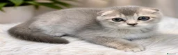 Scottish Fold gatos en venta: SE VENDE GATOS SCOTTISH FOLD - Anuncio 1