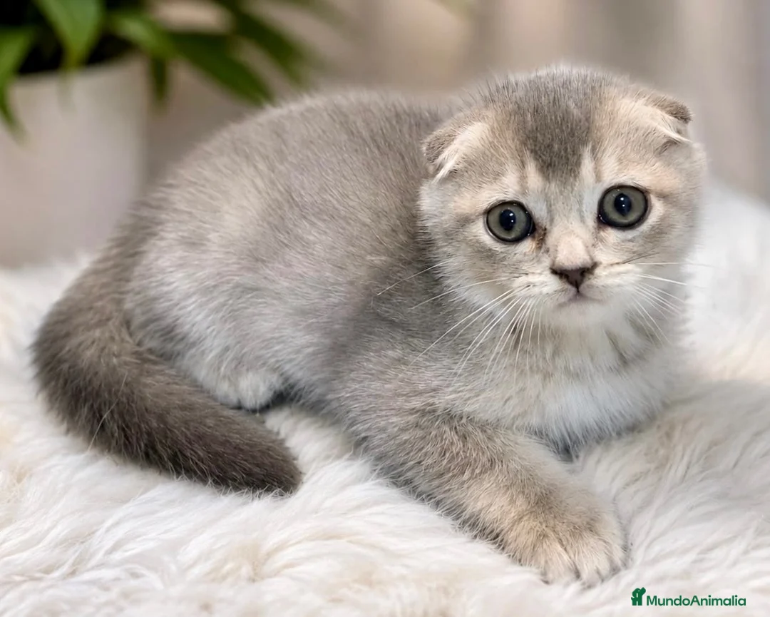 Scottish Fold gatos en venta: SE VENDE GATOS SCOTTISH FOLD - Anuncio 1