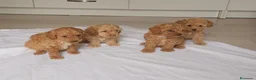 Caniche Toy perros en venta: Caniche toy - Anuncio 11