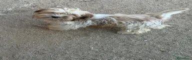Bichón Habanero 1