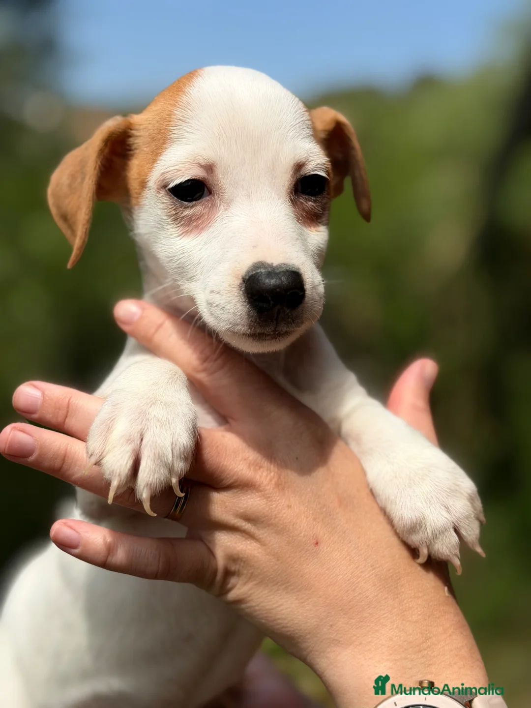 Jack Russell Terrier perros en venta: Jack pata corta  - Anuncio 2