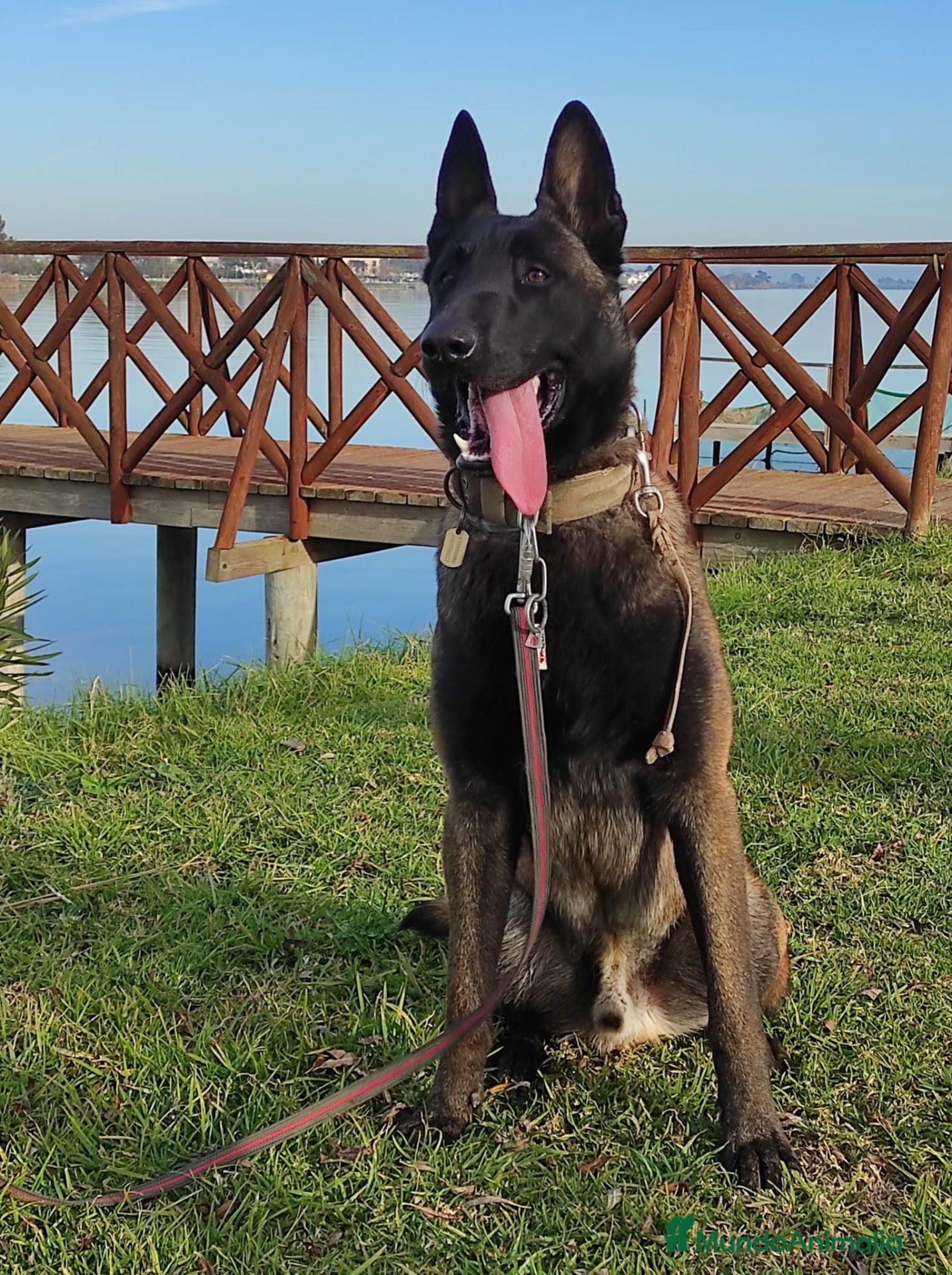 Pastor Belga Malinois perros PASTOR BELGA MALINOIS 🐾🐕 - Anuncio 8