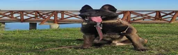 Pastor Belga Malinois perros en venta: PASTOR BELGA MALINOIS 🐾🐕 - Anuncio 8