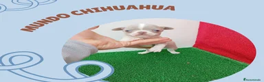 Chihuahua Cachorro 5