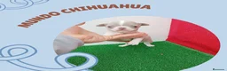 Chihuahua perros en venta: IMPRESIONANTE  CHIHUAHUA   LINEA  TOY   - Anuncio 7
