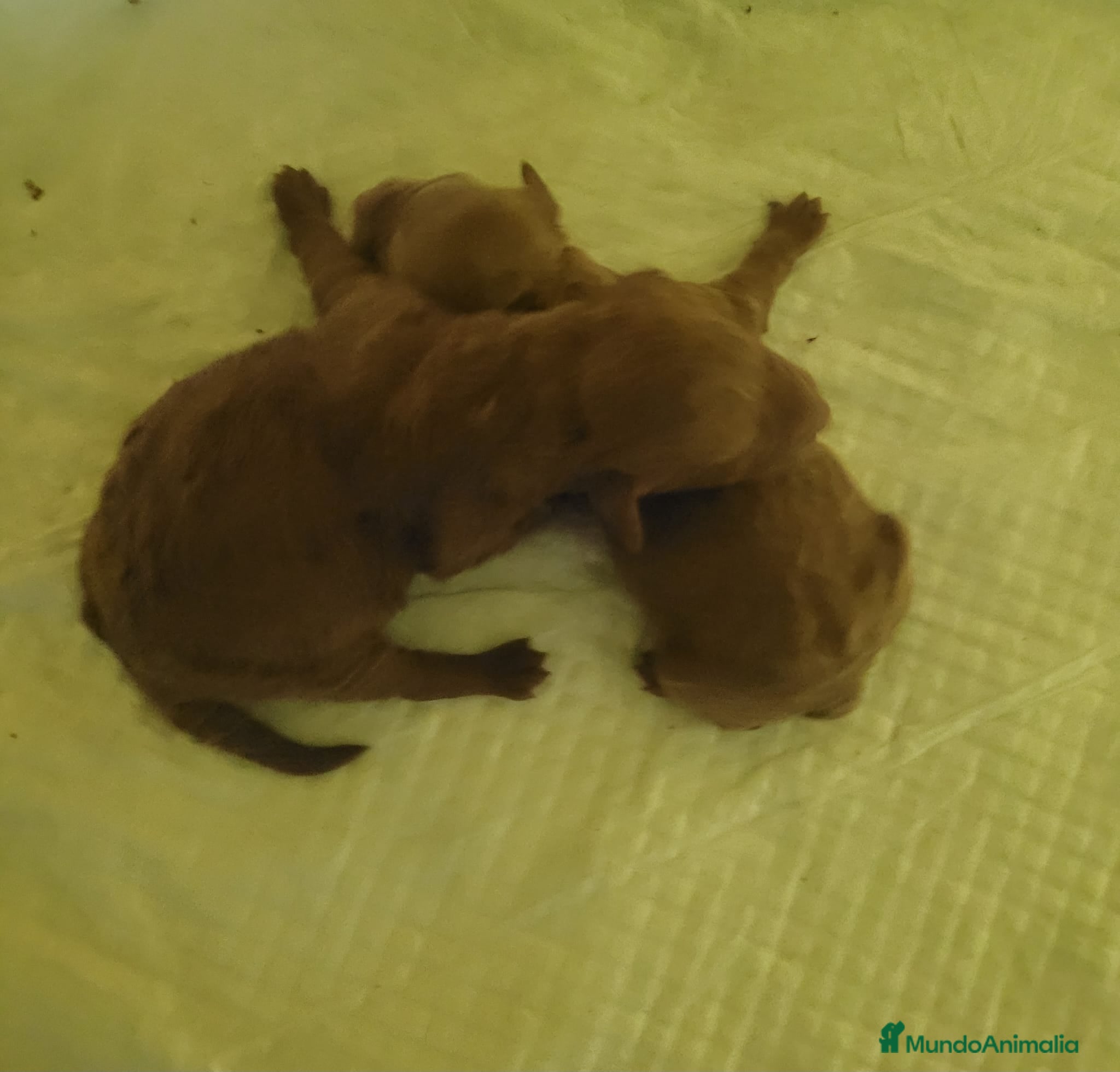 Caniche Toy perros Machito y hembra de caniche toy rojo - Anuncio 2