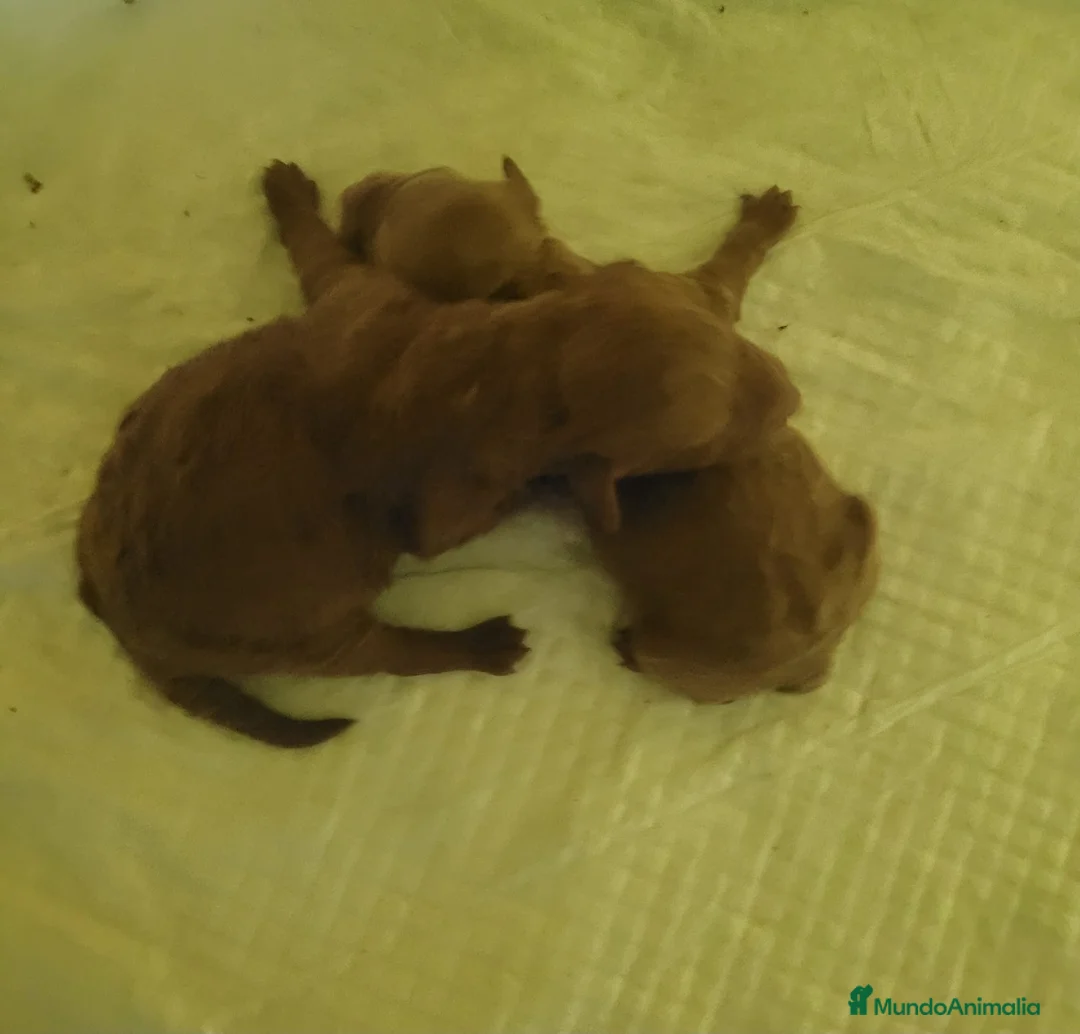 Caniche Toy perros en venta: Machito y hembra de caniche toy rojo - Anuncio 2