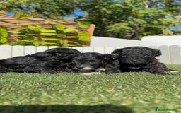 Caniche Toy perros en venta: CANICHE TOY - Imagen 8