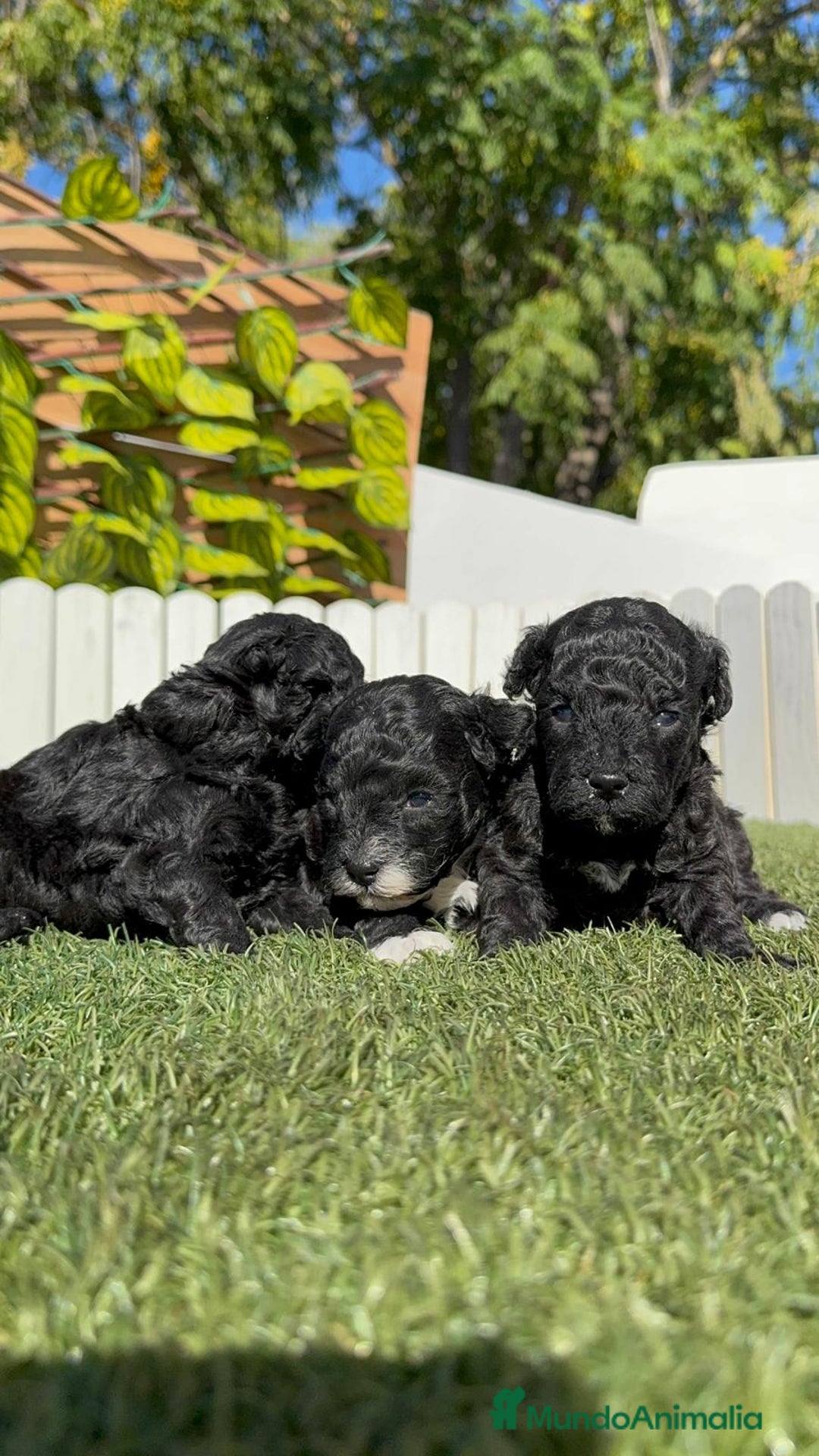 Caniche Toy perros en venta: CANICHE TOY - Imagen 8