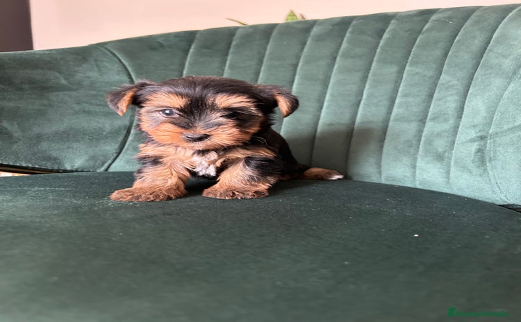 Yorkshire Terrier perros - Anuncio 4
