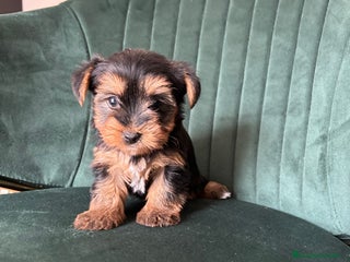 Yorkshire Terrier perros - Anuncio 31